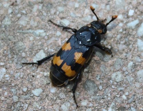 Réf. 214 485 : Nicrophorus interruptus